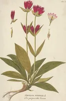 An illustration from (Centuria II.) (1789)