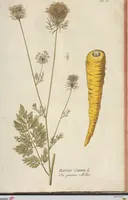 An illustration from (Centuria II.) (1789)