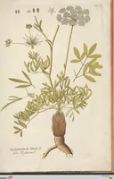 An illustration from (Centuria II.) (1789)