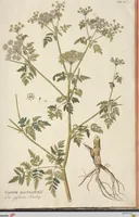 Picture 37 of 44 from (Centuria II.) (1789), leaf 259