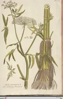 Picture 38 of 44 from (Centuria II.) (1789), leaf 273