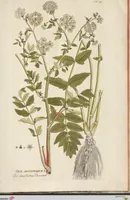 An illustration from (Centuria II.) (1789)