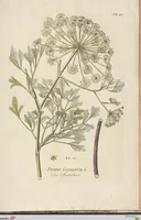 Picture 40 of 44 from (Centuria II.) (1789), leaf 283