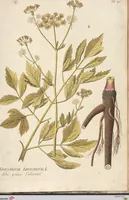 Picture 41 of 44 from (Centuria II.) (1789), leaf 285