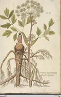 An illustration from (Centuria II.) (1789)