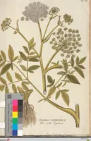 An illustration from (Centuria II.) (1789)