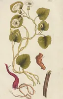An illustration from (Centuria II.) (1789)
