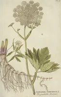 Picture 7 of 36 from (Centuria III.) (1790), leaf 103