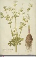 Picture 8 of 36 from (Centuria III.) (1790), leaf 115