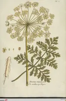Picture 9 of 36 from (Centuria III.) (1790), leaf 119
