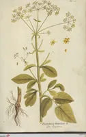 Picture 10 of 36 from (Centuria III.) (1790), leaf 139