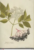 An illustration from (Centuria III.) (1790)
