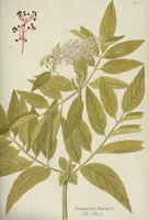 An illustration from (Centuria III.) (1790)