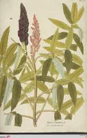 Picture 14 of 36 from (Centuria III.) (1790), leaf 147