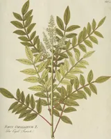 Picture 15 of 36 from (Centuria III.) (1790), leaf 149