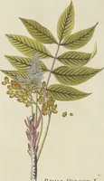 An illustration from (Centuria III.) (1790)