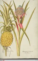 An illustration from (Centuria III.) (1790)