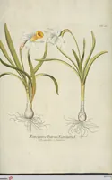 An illustration from (Centuria III.) (1790)