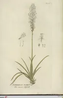 Picture 24 of 36 from (Centuria III.) (1790), leaf 219