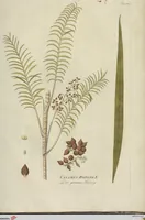 An illustration from (Centuria III.) (1790)
