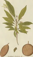An illustration from (Centuria III.) (1790)