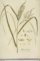 An illustration from (Centuria III.) (1790)