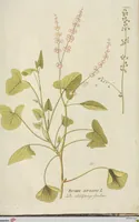 Picture 31 of 36 from (Centuria III.) (1790), leaf 257