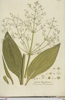 Picture 33 of 36 from (Centuria III.) (1790), leaf 271