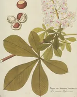 An illustration from (Centuria III.) (1790)
