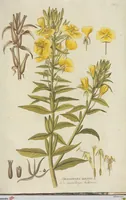 An illustration from (Centuria III.) (1790)