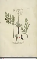 Picture 1 of 36 from (Centuria III.) (1790), leaf 87