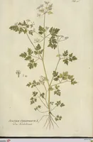 Picture 2 of 36 from (Centuria III.) (1790), leaf 91