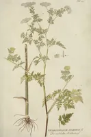 Picture 4 of 36 from (Centuria III.) (1790), leaf 95