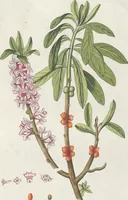 An illustration from (Centuria IV.) (1791)