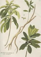 An illustration from (Centuria IV.) (1791)