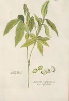 An illustration from (Centuria IV.) (1791)