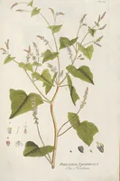 An illustration from (Centuria IV.) (1791)