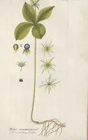 An illustration from (Centuria IV.) (1791)