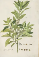 Picture 8 of 56 from (Centuria IV.) (1791), leaf 131