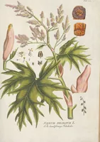 Picture 11 of 56 from (Centuria IV.) (1791), leaf 145