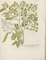An illustration from (Centuria IV.) (1791)