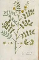 Picture 13 of 56 from (Centuria IV.) (1791), leaf 155