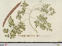 Picture 14 of 56 from (Centuria IV.) (1791), leaf 159
