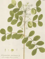Picture 15 of 56 from (Centuria IV.) (1791), leaf 163