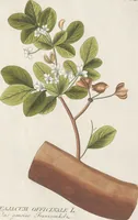 Picture 16 of 56 from (Centuria IV.) (1791), leaf 165