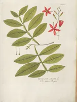 Picture 17 of 56 from (Centuria IV.) (1791), leaf 169