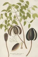 An illustration from (Centuria IV.) (1791)
