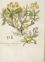 An illustration from (Centuria IV.) (1791)