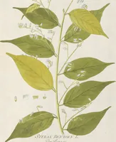Picture 21 of 56 from (Centuria IV.) (1791), leaf 187