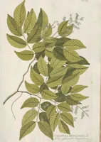 An illustration from (Centuria IV.) (1791)